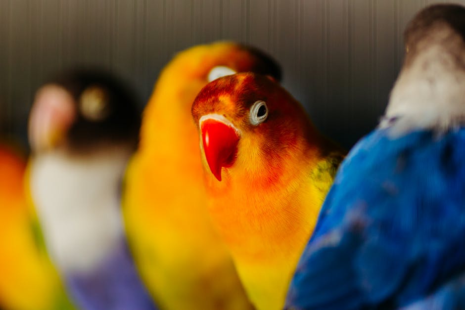 Lovebird_Parrot Image 3