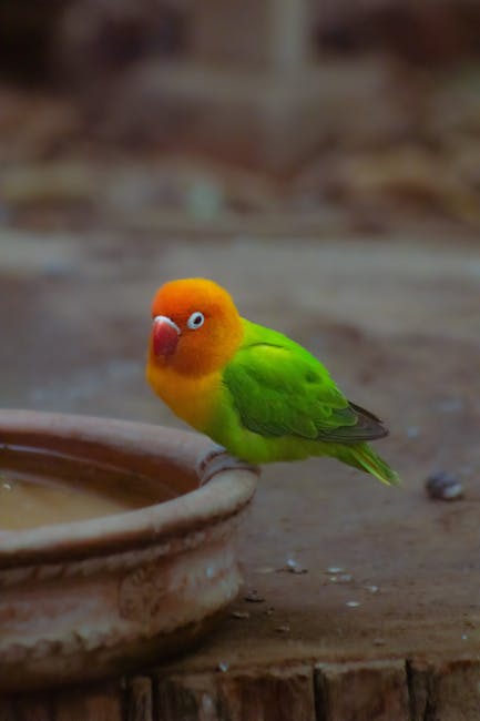 Lovebird_Parrot Image 7