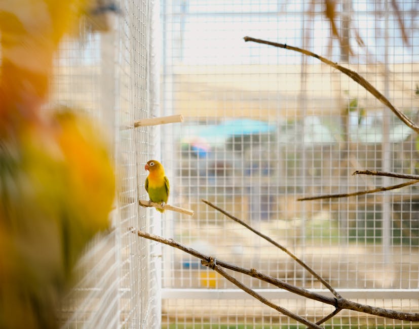 Lovebird_Parrot Image 4