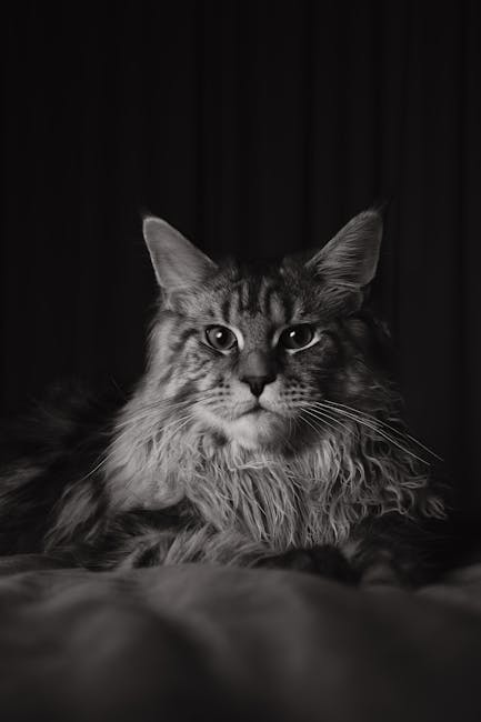 Maine_Coon_Cats Image 6