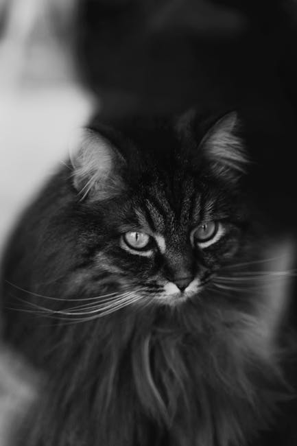 Maine_Coon_Cats Image 10