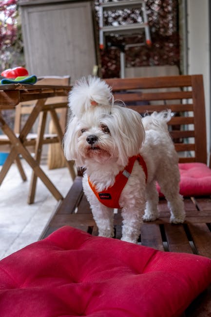 Maltese_Terrier Image 9