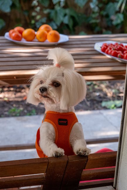 Maltese_Terrier Image 1