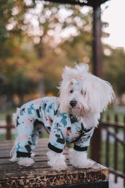 Maltese_Terrier Image 10