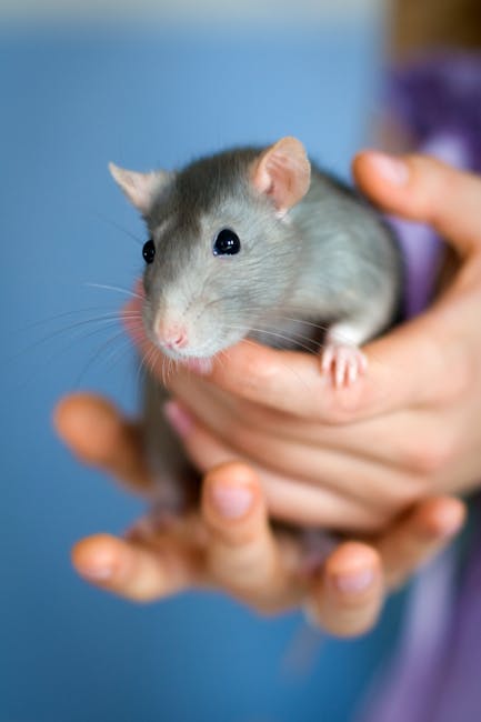 Mice_As_Pets Image 9