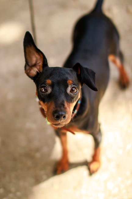 Miniature_Pinscher Image 3