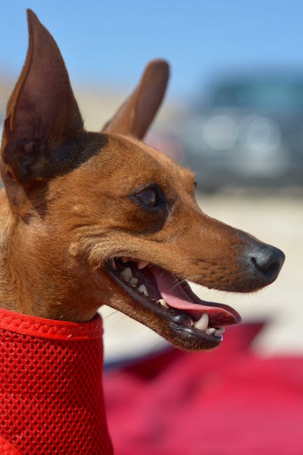 Miniature_Pinscher Image 7