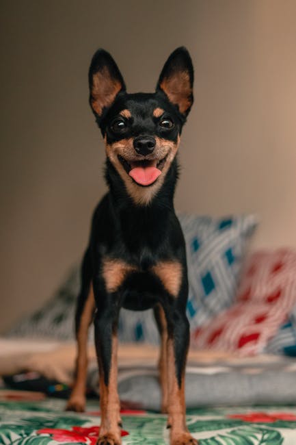 Miniature_Pinscher Image 6