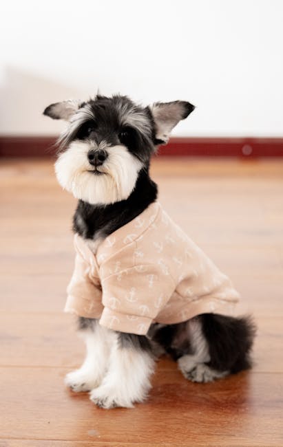 Miniature_Schnauzer Image 4