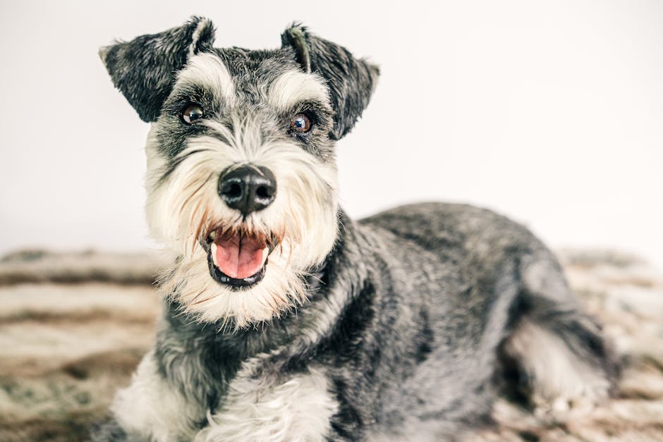 Miniature_Schnauzer Image 5