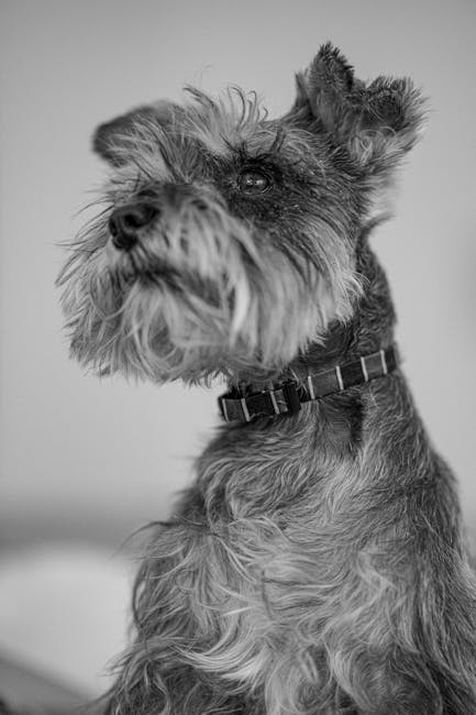 Miniature_Schnauzer Image 1