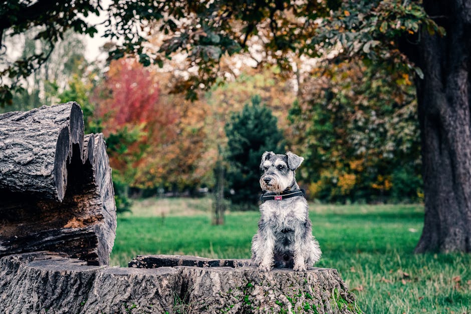 Miniature_Schnauzer Image 3