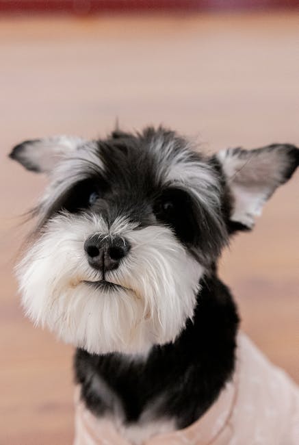 Miniature_Schnauzer Image 7