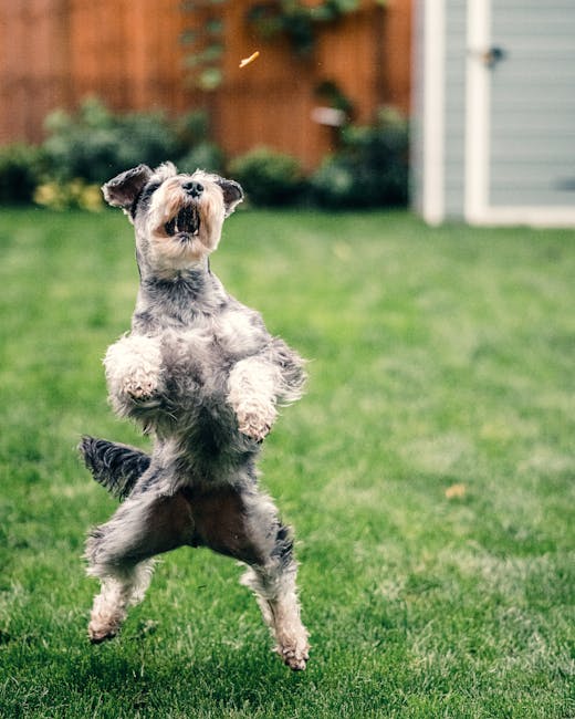 Miniature_Schnauzer Image 8