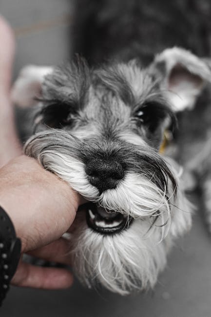 Miniature_Schnauzer Image 6