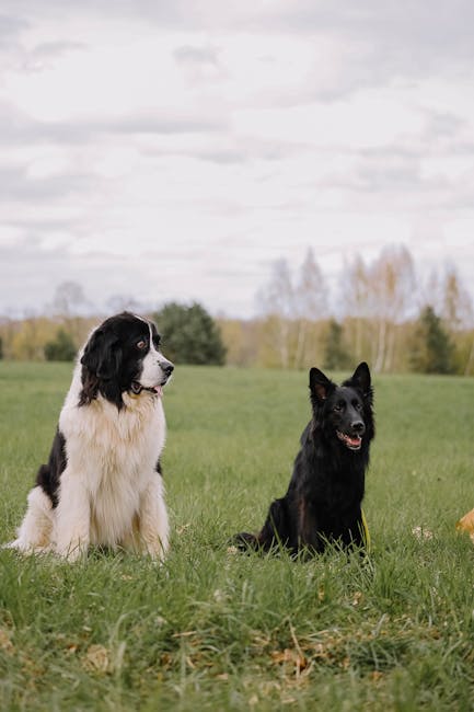 Newfoundland_Dog Image 1