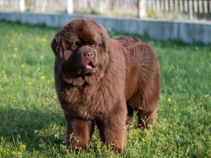 Newfoundland_Dog Image 4