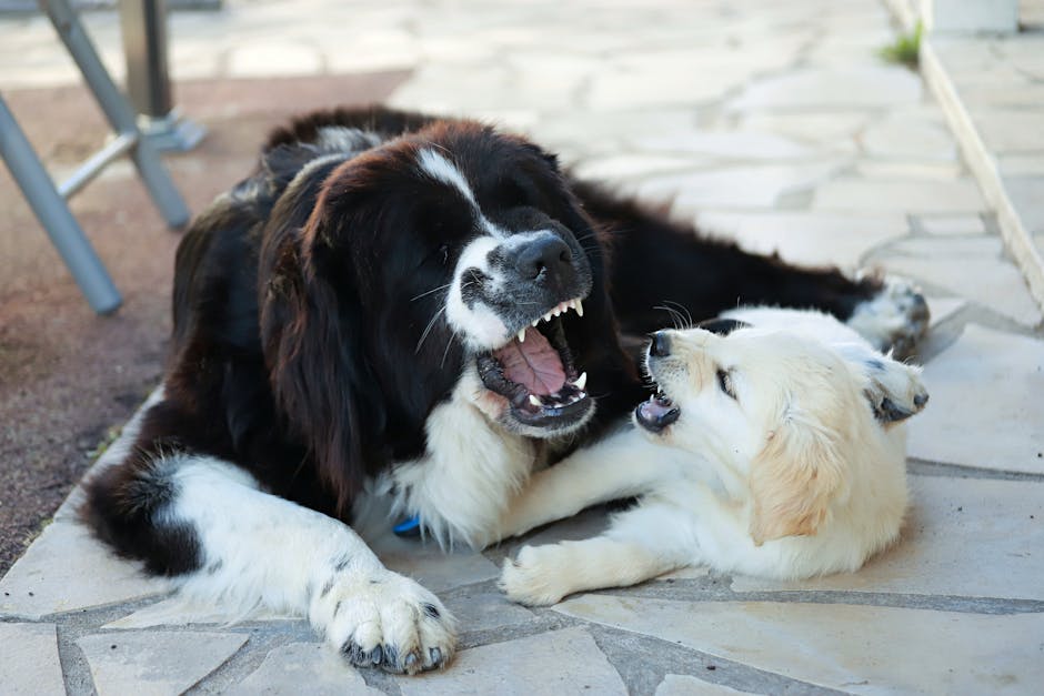 Newfoundland_Dog Image 2