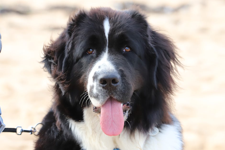 Newfoundland_Dog Image 3