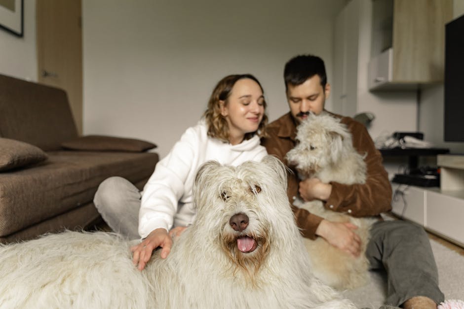 Old_English_Sheepdog Image 3