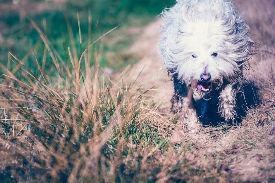 Old_English_Sheepdog Image 2