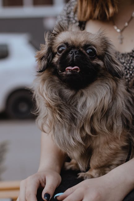 Pekingese_Dogs Image 1