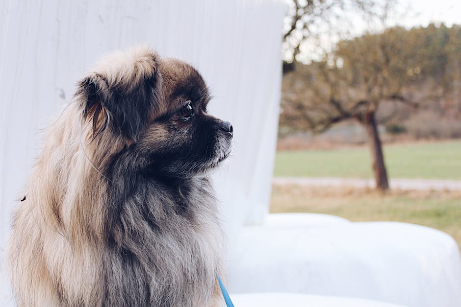 Pekingese_Dogs Image 3