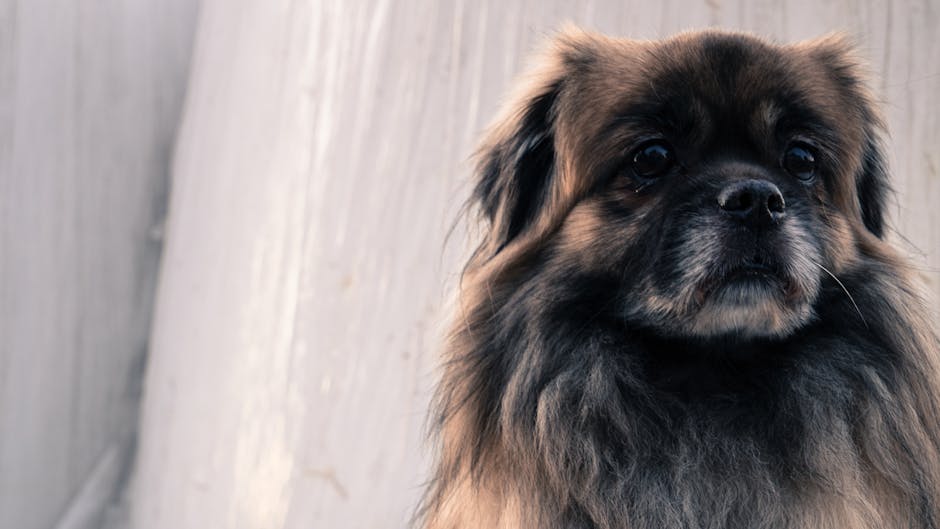 Pekingese_Dogs Image 4