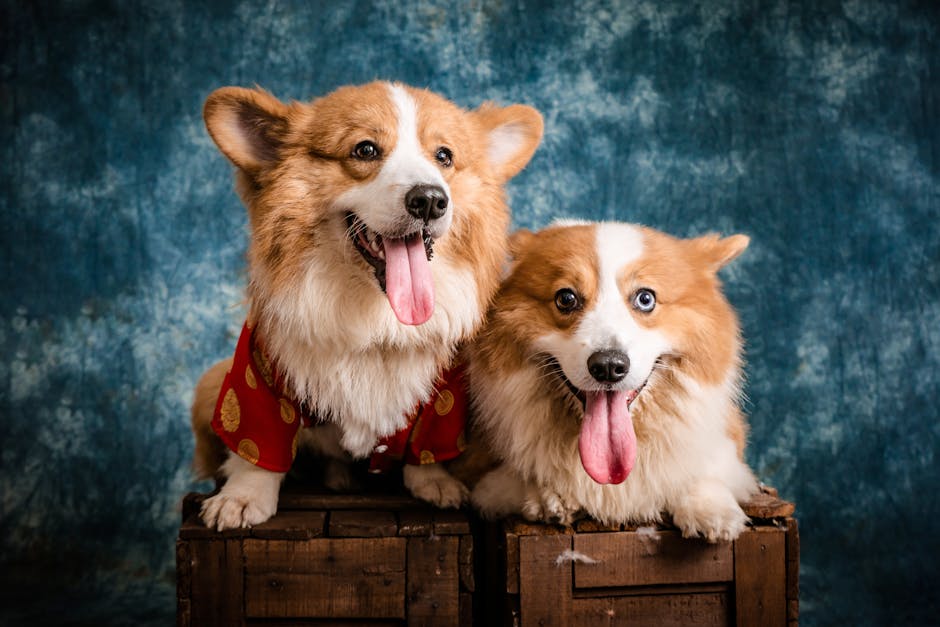 Pembroke_Welsh_Corgis Image 5