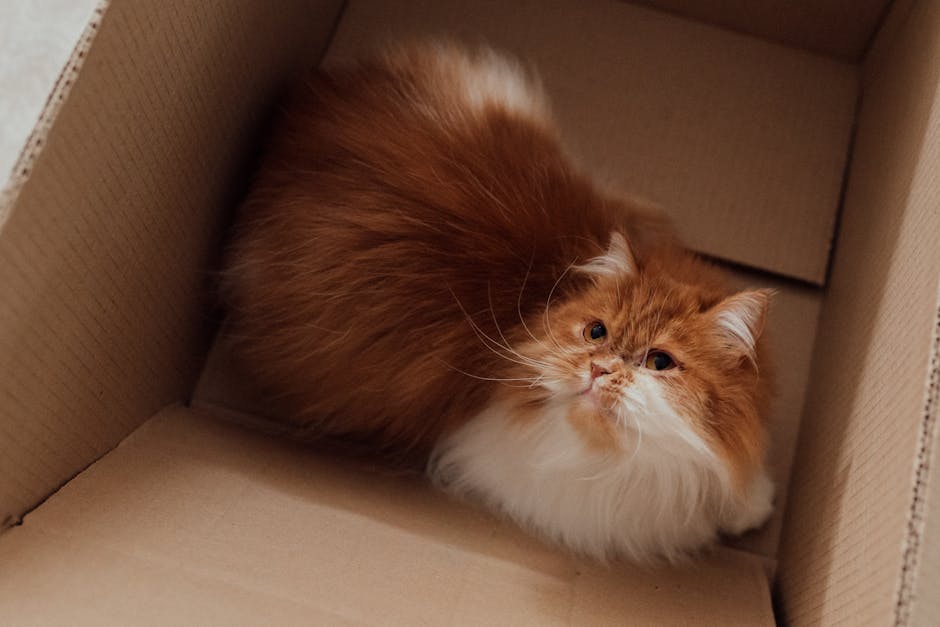 Persian_Cat Image 8