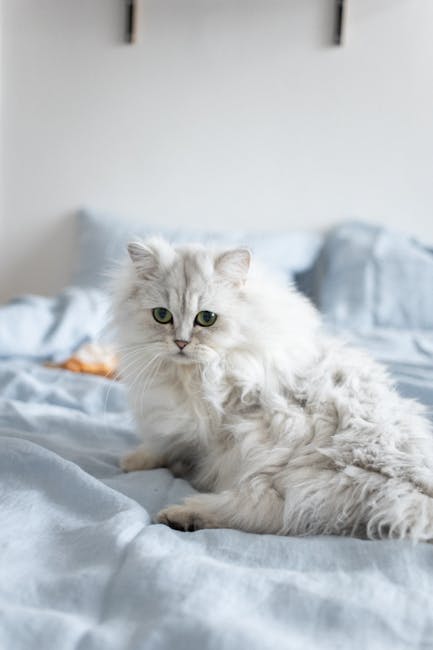 Persian_Cat Image 4