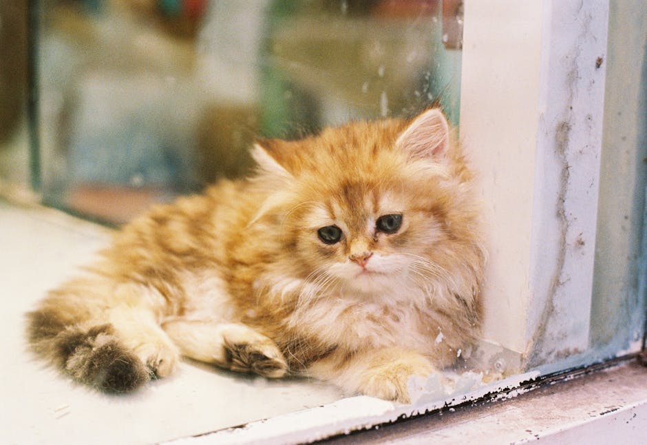 Persian_Cat Image 3