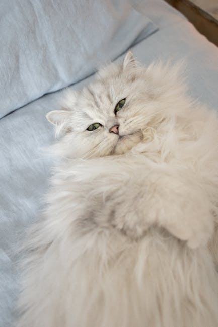 Persian_Cat Image 6