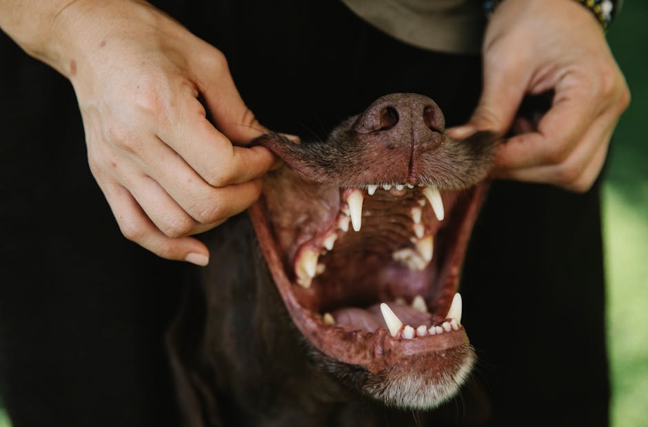 Pet_Dental_Care Image 4