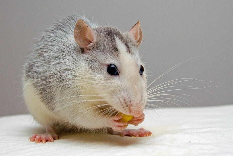 Pet_Mice_Care Image 4