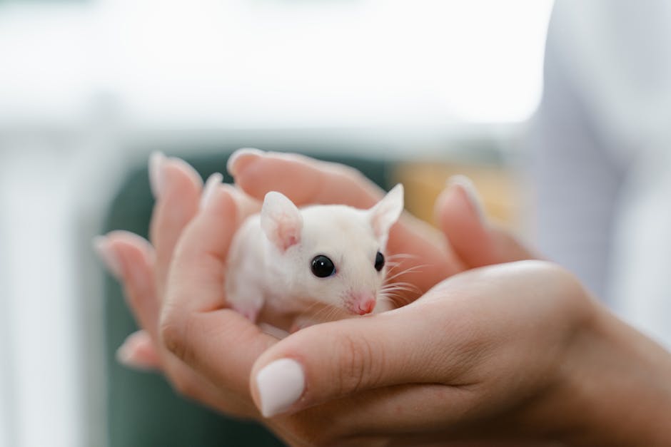 Pet_Mice_Care Image 3