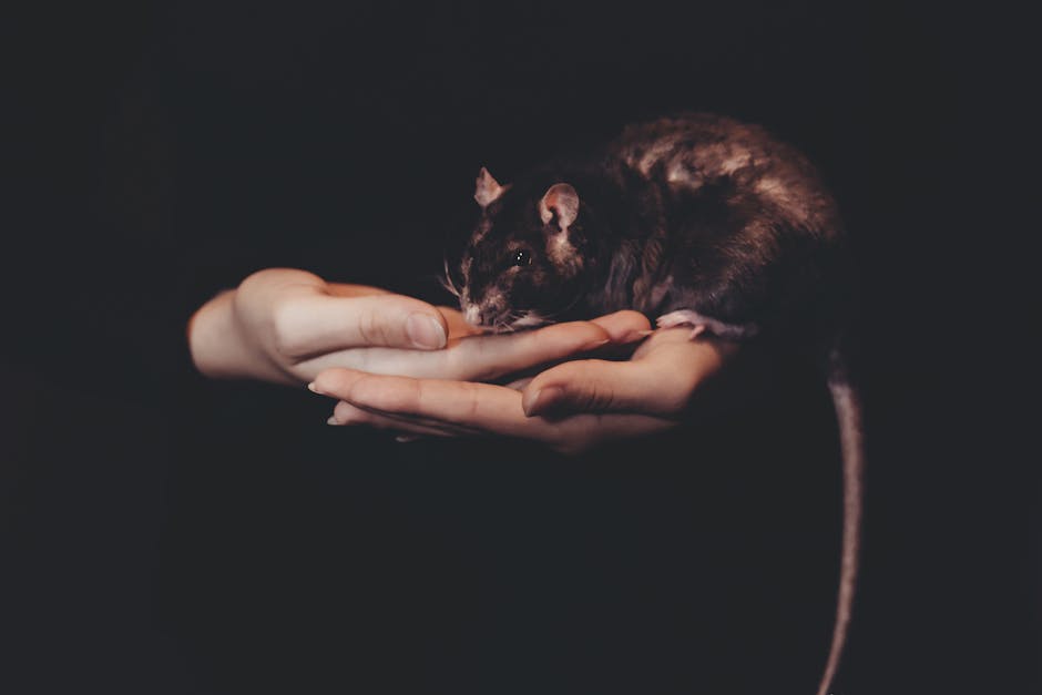 Pet_Rat_Care Image 1