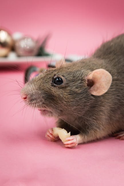 Pet_Rat_Care Image 2