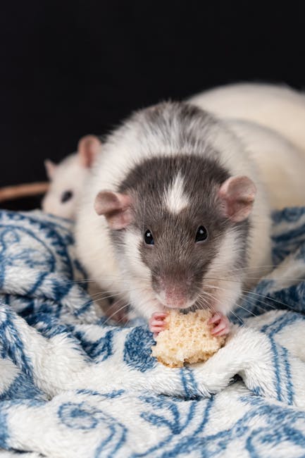 Pet_Rat_Food Image 1