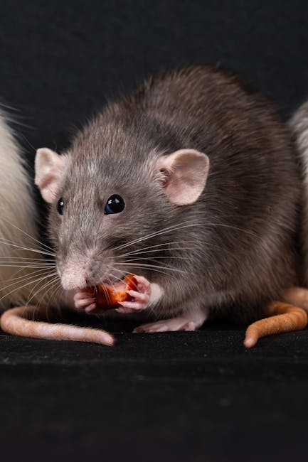 Pet_Rat_Food Image 8