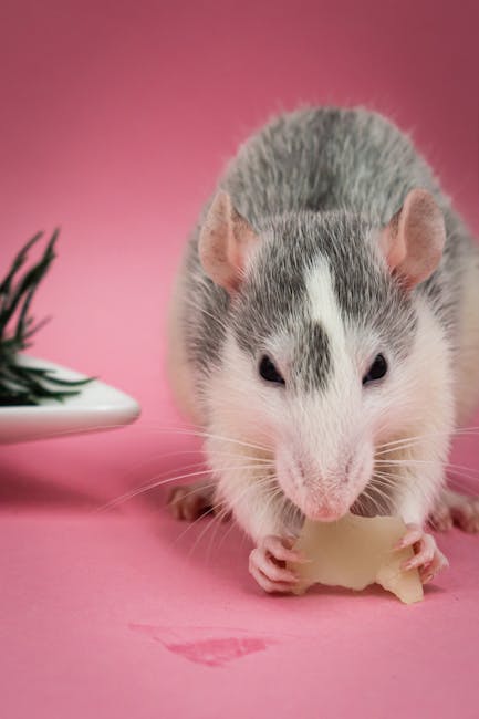 Pet_Rat_Food Image 3