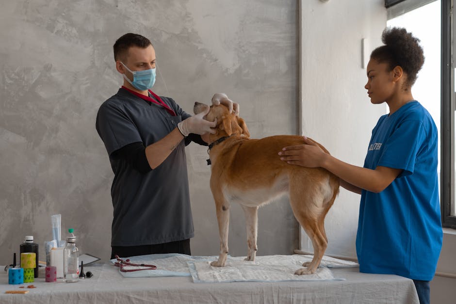 Pet_Vaccinations Image 3