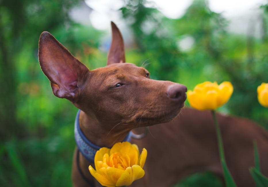 Pharaoh_Hound Image 1