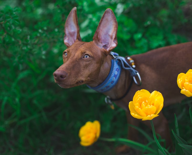 Pharaoh_Hound Image 3