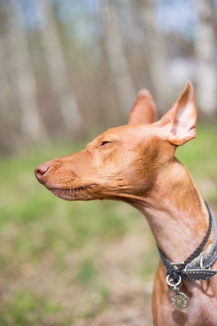 Pharaoh_Hound Image 2