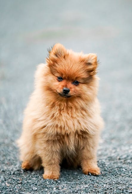 Pomeranian Image 3