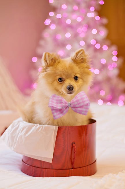 Pomeranian Image 2