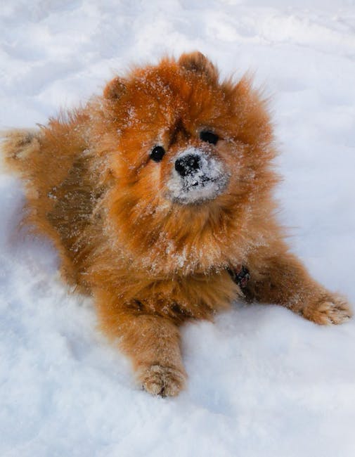 Pomeranian Image 5