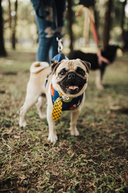 Pug_Breed Image 4