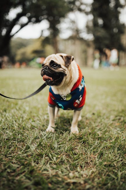 Pug_Breed Image 1